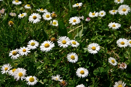 Nature grass blossom plant Photo