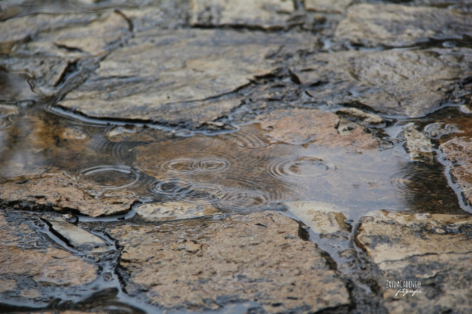 树 水 自然 rock