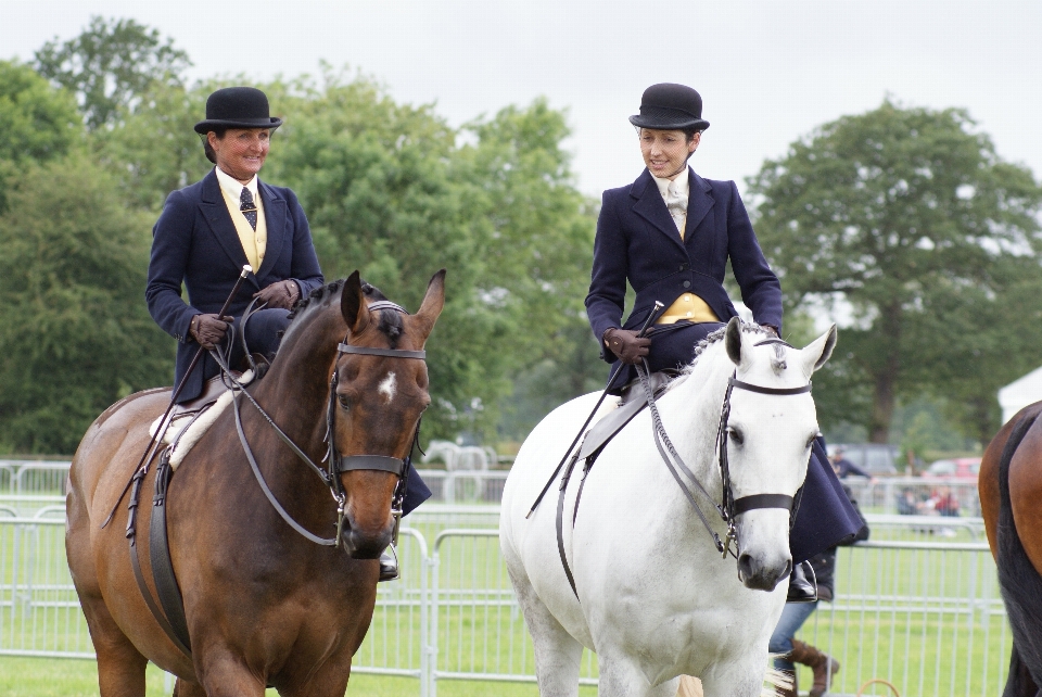 Des loisirs cheval étalon les chevaux