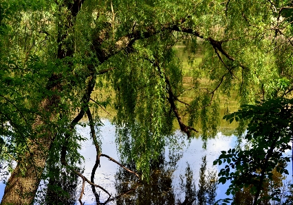 Landscape tree nature forest Photo