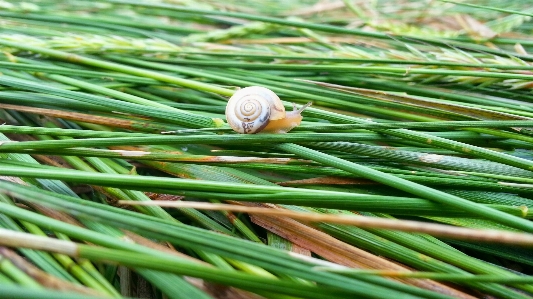 木 自然 草 ブランチ 写真