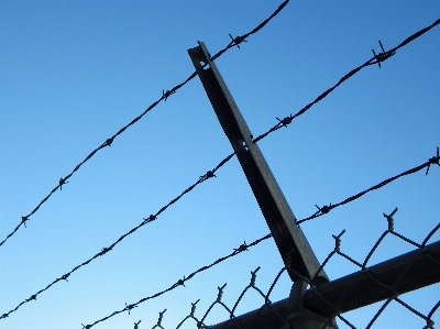 Branch sharp fence barbed wire Photo