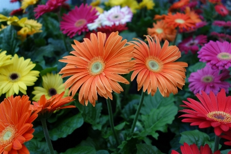 Nature plant flower petal Photo