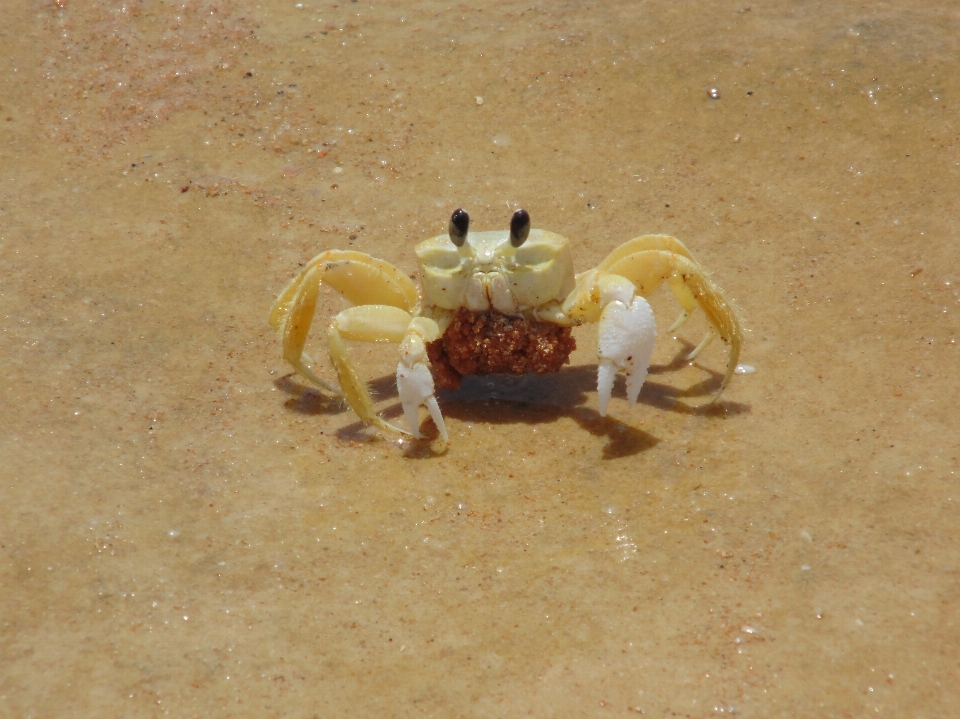 Food seafood fauna crab