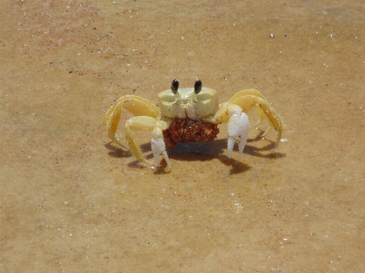 Foto Makanan laut fauna kepiting