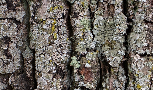 Tree nature branch structure Photo