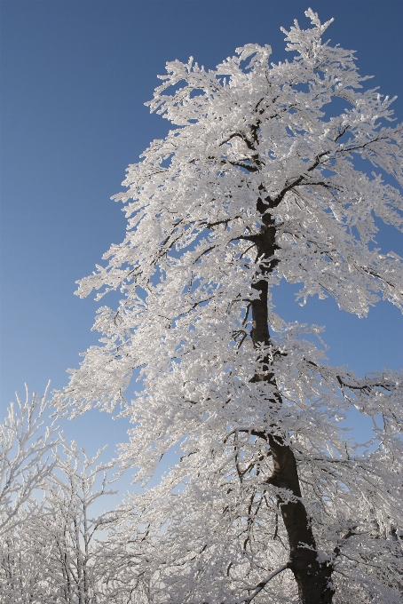 Tree nature branch snow