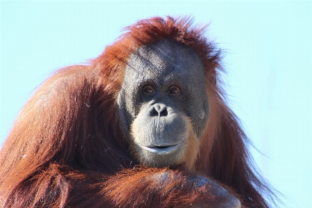 Foto Naturaleza animal fauna silvestre mamífero