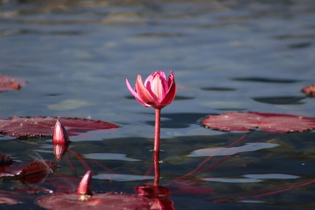 Фото море вода природа растение