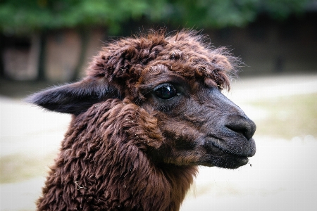 自然 髪 動物 野生動物 写真