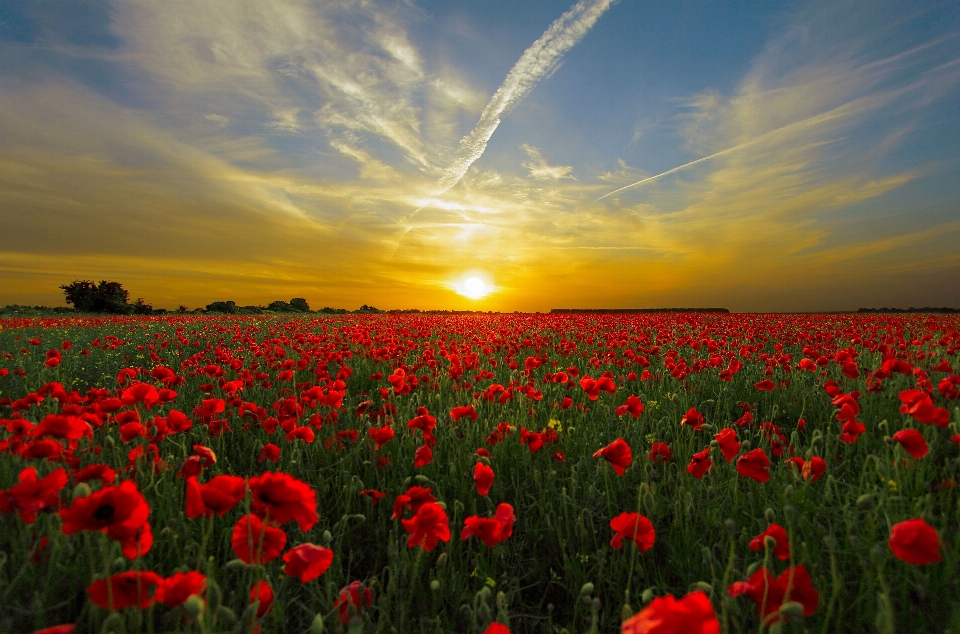 Landscape nature horizon plant