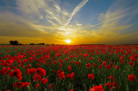 Landscape nature horizon plant Photo