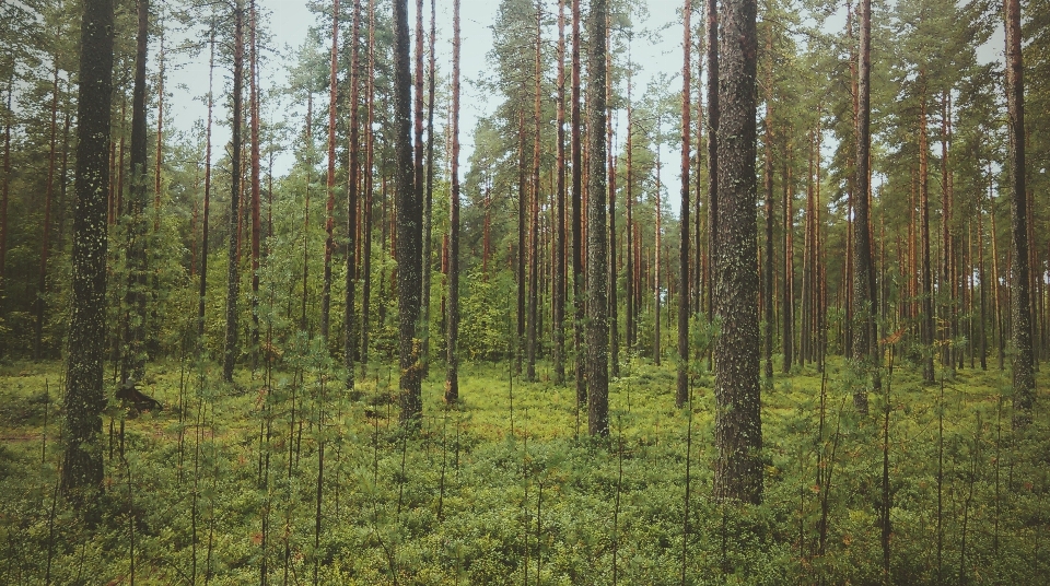 Landscape tree nature forest