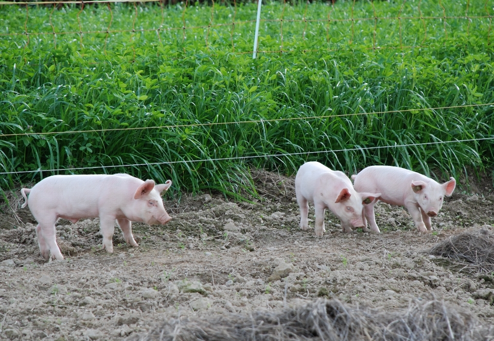 Herbe cultiver prairie
 doux