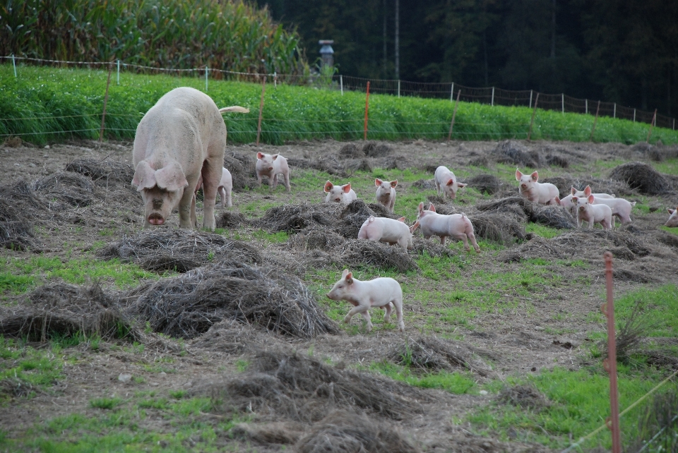 Farm sweet cute young