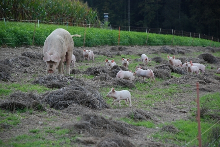 Bauernhof süss niedlich jung Foto