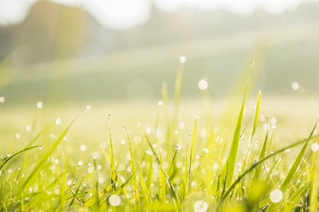 Water nature grass branch Photo