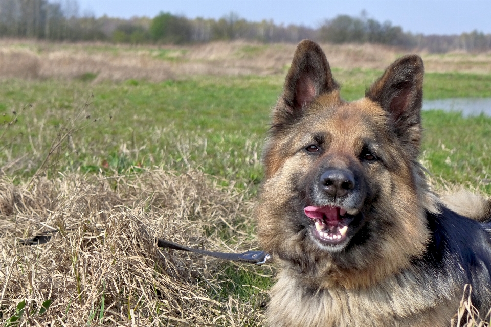 Wiese
 hund tier fell