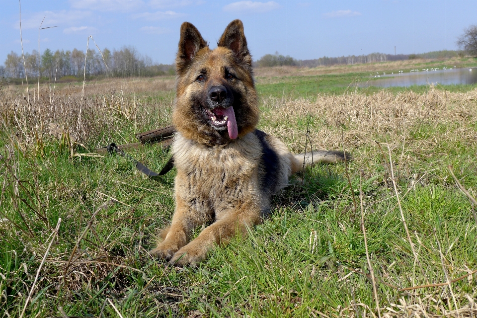 Meadow dog animal fur