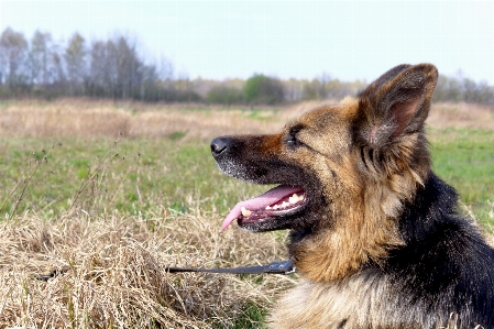 Meadow dog animal fur Photo