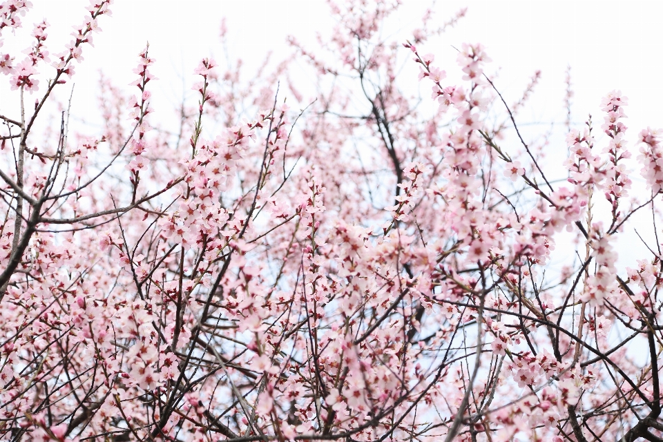 Zweig blüte anlage himmel