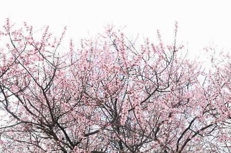 ブランチ 花 植物 空 写真