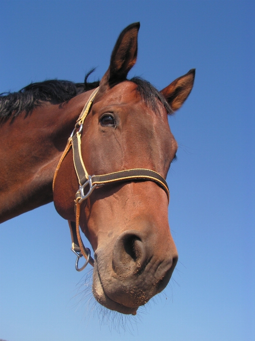 Portrait horse rein mammal