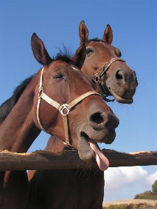 Portrait horse bay rein Photo