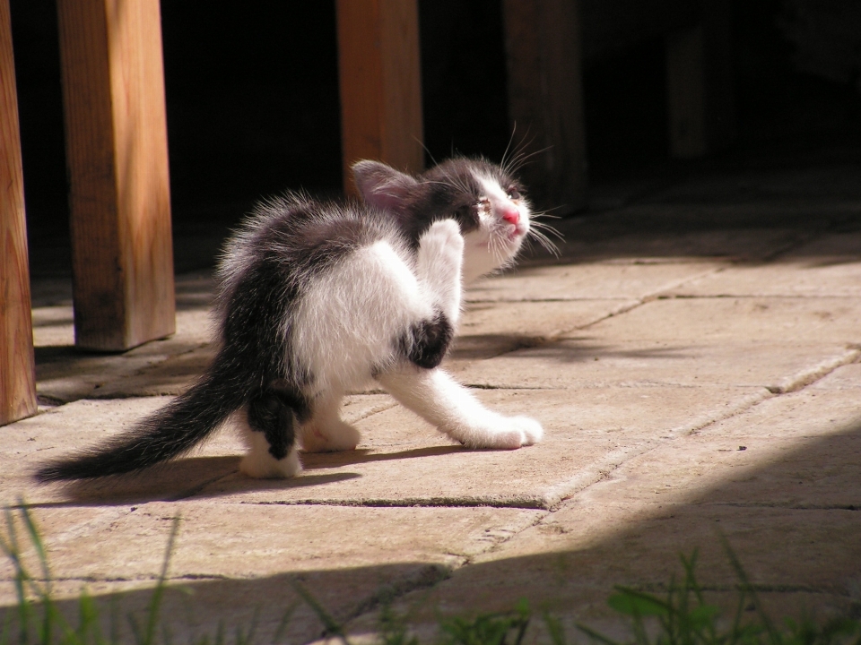 Black and white kitten cat mammal