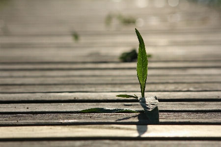 Nature grass branch plant Photo