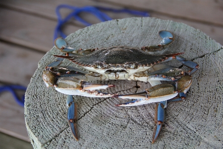 Food seafood crab invertebrate Photo