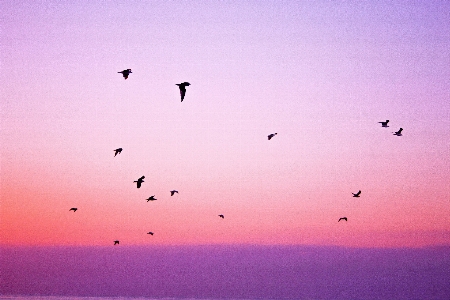 Sea nature horizon bird Photo