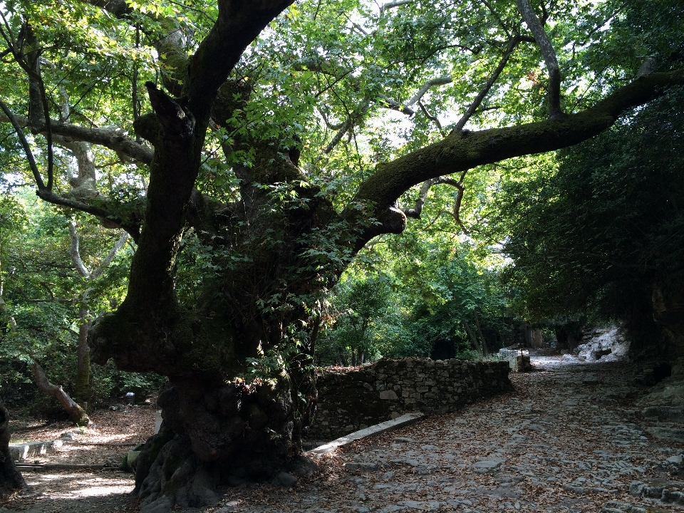 árbol naturaleza bosque rama