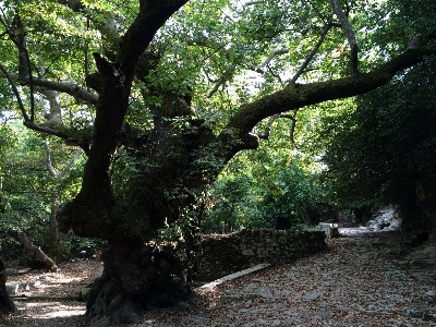 Tree nature forest branch Photo