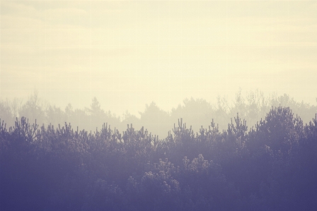 Landscape tree nature forest Photo