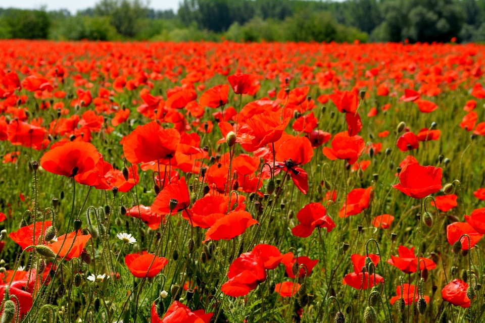 Pianta campo prato
 fiore