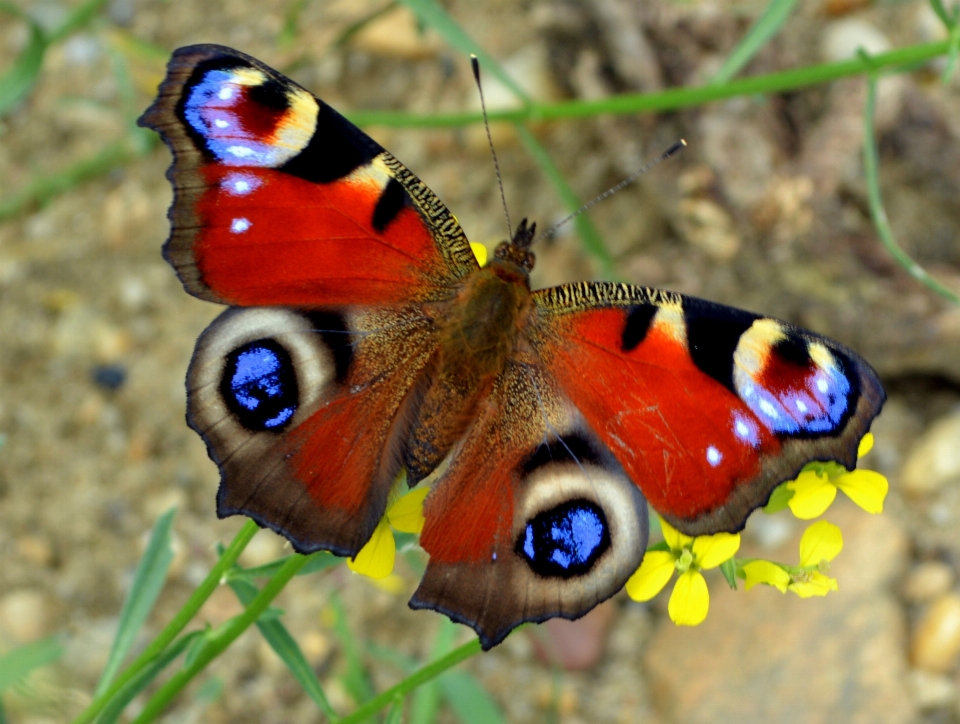 Nature la photographie fleur faune