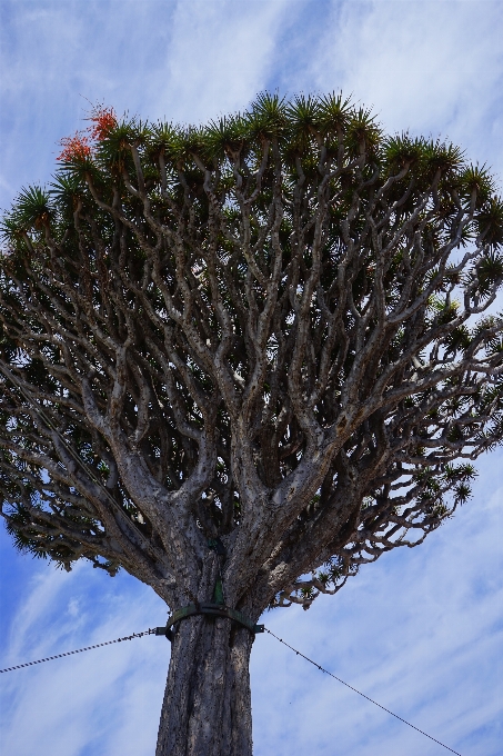 Albero natura erba ramo