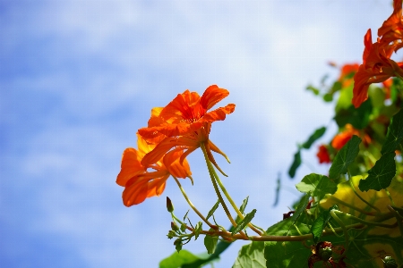 Nature blossom plant sky Photo