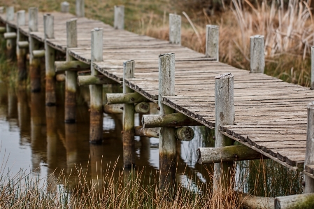 Path boardwalk wood bridge Photo