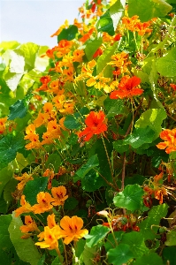 Plant leaf flower orange Photo