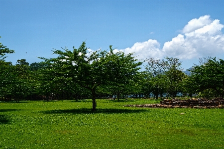 Photo Paysage arbre herbe ciel