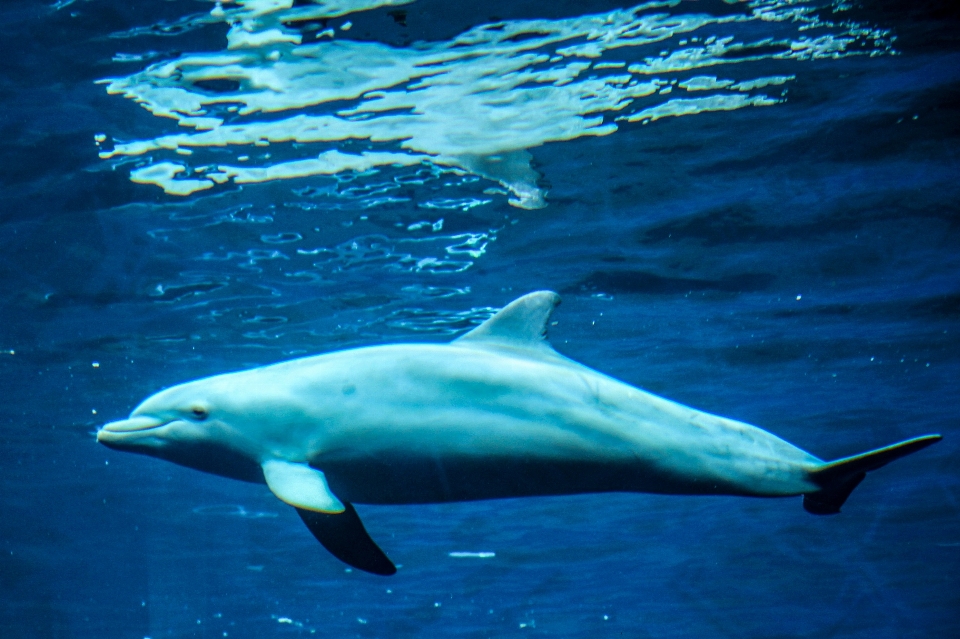 海 水 海洋 生物学