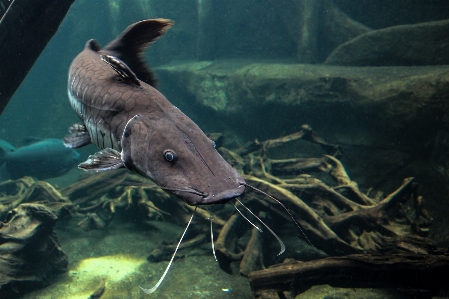 Water animal wildlife underwater Photo