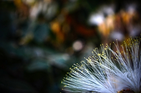 Tree nature grass branch Photo