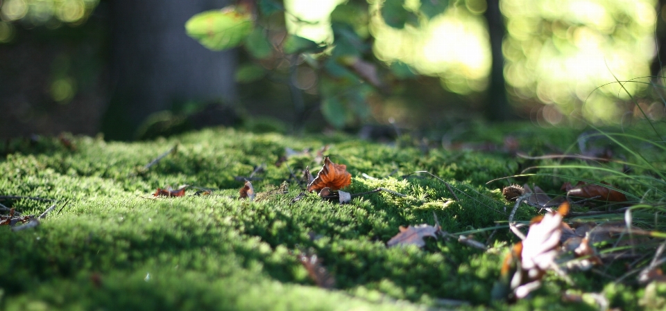 Alam hutan rumput tanah