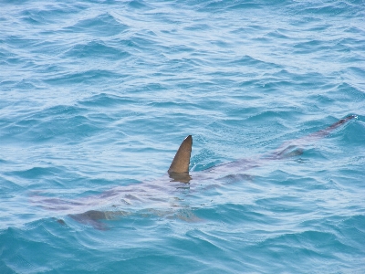 海 水 自然 海洋 写真