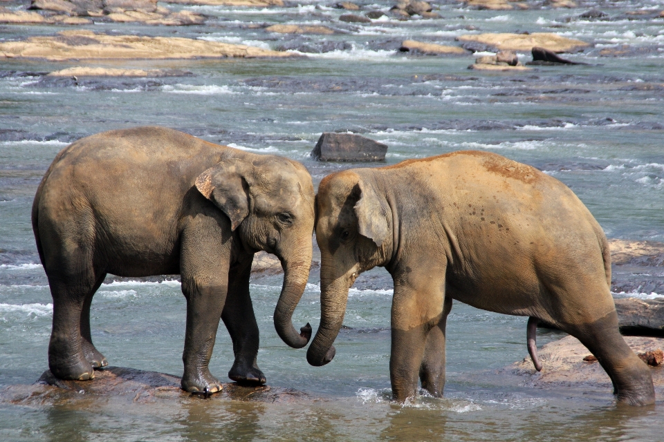 вода дикая природа млекопитающее fauna