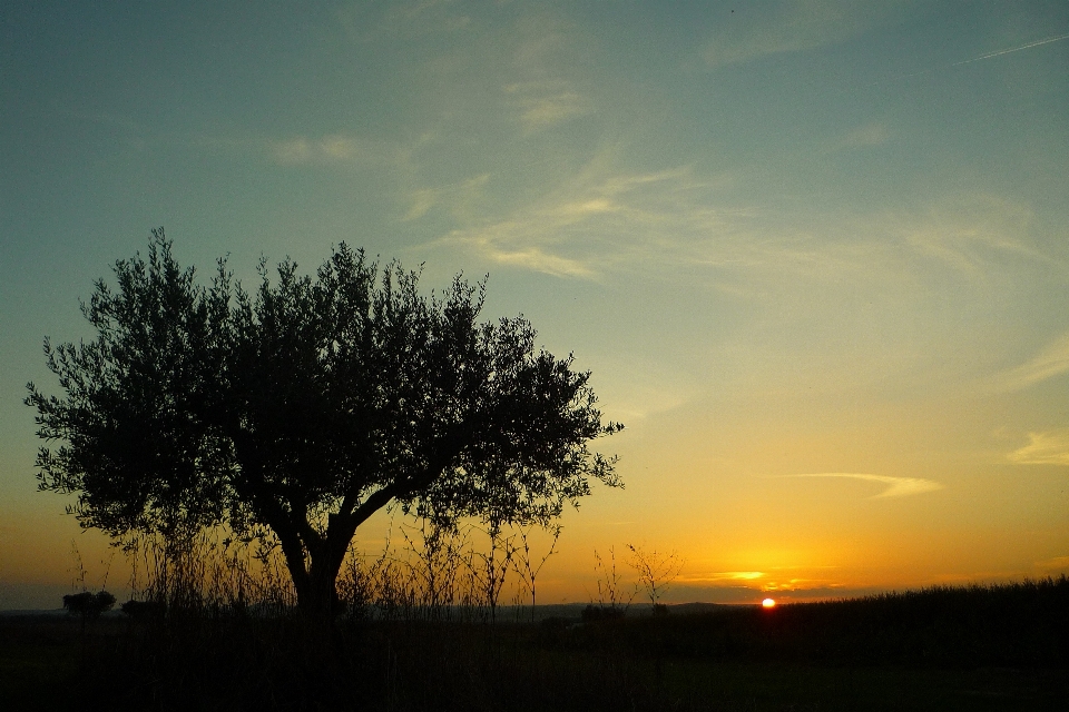 árbol naturaleza horizonte nube