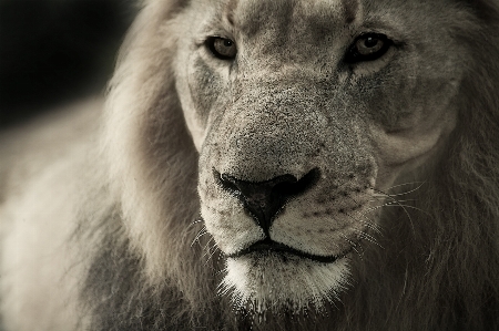 Foto Bianco e nero
 animale animali selvatici selvaggio